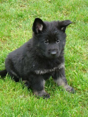 Mazzel @ 5 weeks